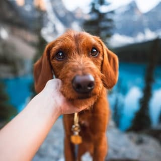 ᨏ 𝙘𝙡𝙚𝙤 ᨏ ∙ 🌲🍄 the small red dog, Dogs influencer in Seattle