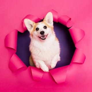 Leia & Brit | Dog-Friendly Travel & Lifestyle, Dogs influencer in Boston