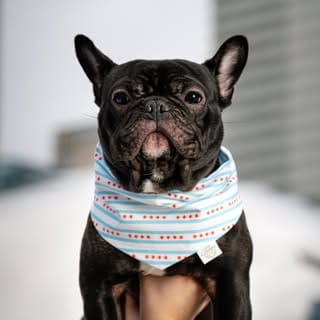Enzo 🐶 + Ellie 👩🏻, Dogs influencer in Chicago