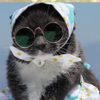 SUNGLASSCAT LA 🏖 NYC🗽Detroit 🚗, Modelling & Talent influencer in Detroit