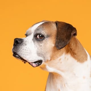 Sarah DeRemer | Dog Photographer, Dogs influencer in Los Angeles