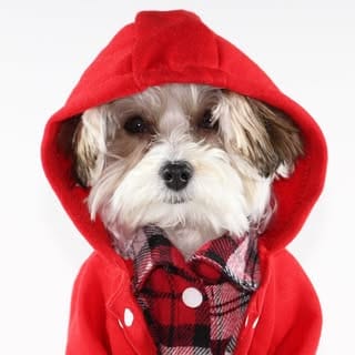 Herman | Dog Model, Modelling & Talent influencer in Scottsdale