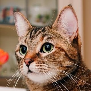 🐱 Amber & Willow 🐈‍⬛ Pet Influencers, Dogs influencer in Toronto