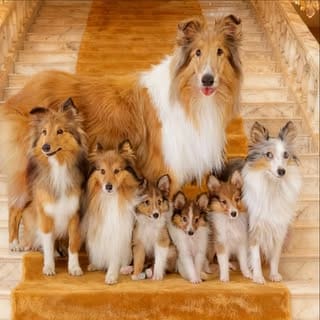 💜GABRIELLA 軒轅嫣欣 🦊sheltie/rough collie, Women Fashion influencer in Hong Kong