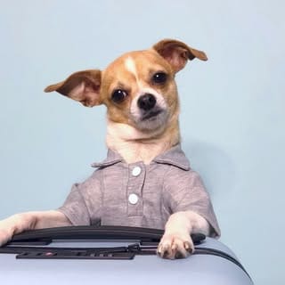 amanda brought her dogs, Dogs influencer in New York