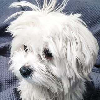 Holland the Dog, Dogs influencer in Estonia