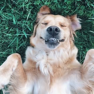 Neula👑, Dogs influencer in Spain