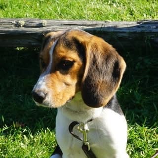 Mr Miyagi the beagle, Dogs influencer in Montreal