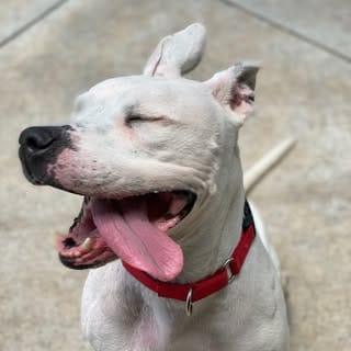 Broward Buddies Program, Pets influencer in Fort Lauderdale