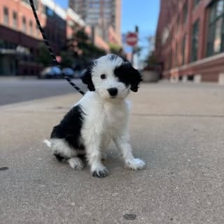 Mabel | Mini Sheepadoodle, Pets influencer in Chicago
