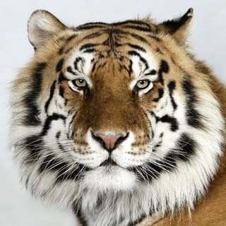 Myrtle Beach Safari 🐯🐘🐵🦁🦅, Pets influencer in USA