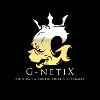G-netix Bullies, Pets influencer in Sydney