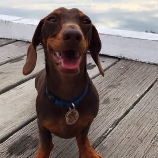 Moose, Comedy influencer in Australia