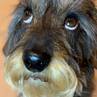 Stan the hot dawg, Pets influencer in UK