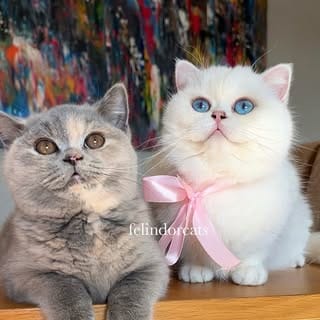 ✨Felindorcats✨, Entertainment influencer in London