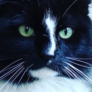 Denver, Pets influencer in Amsterdam