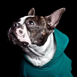 Mary_haber_pets, Dogs influencer in Los Angeles