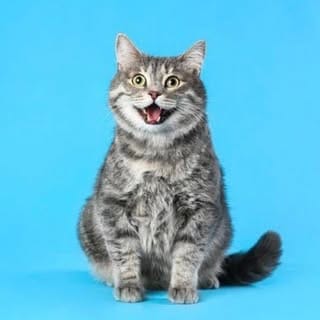 Cats, Pets influencer in Germany