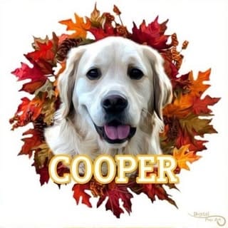 Cooper Anton ❤️🐾, Pets influencer in Melbourne