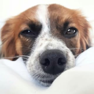 Joey the Tibalier, Pets influencer in Gold Coast