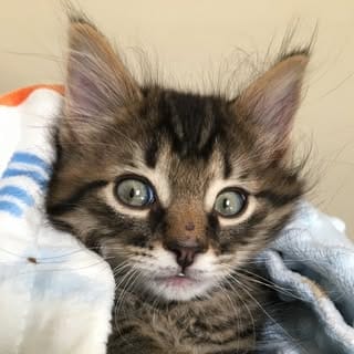 New Kittens on the Block!, Pets influencer in Brazil