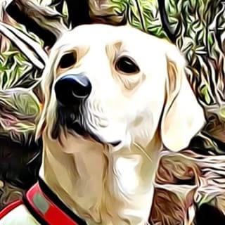 Tarzan Trailrunner, Pets influencer in Spain