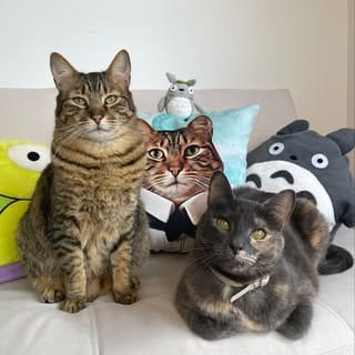 Totoro y Luna, Pets influencer in Madrid