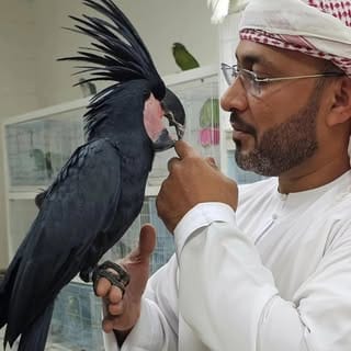 Parrot Care | Bird Specialist UAE, Pets influencer in Sharjah