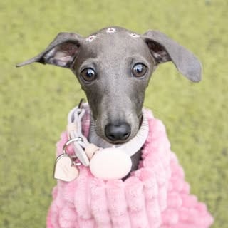Fendi, Zoe & Sansa - por Beatriz, Pets influencer in São Paulo