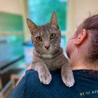 Little Guild, Pets influencer in UK