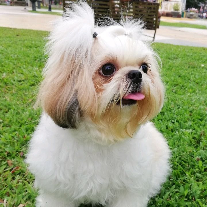 maggiethecuddlybears, Pets influencer in Germany