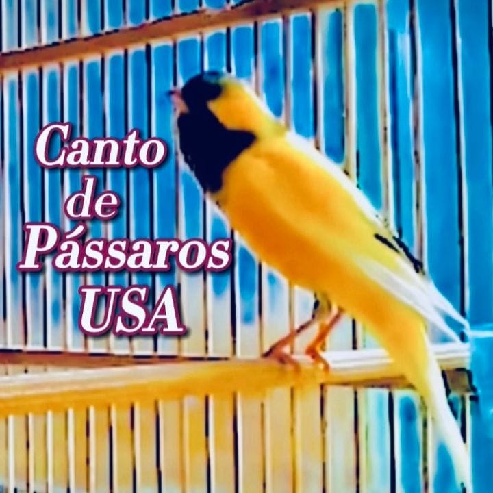Cantodepassarosusa, Pets influencer in Spain