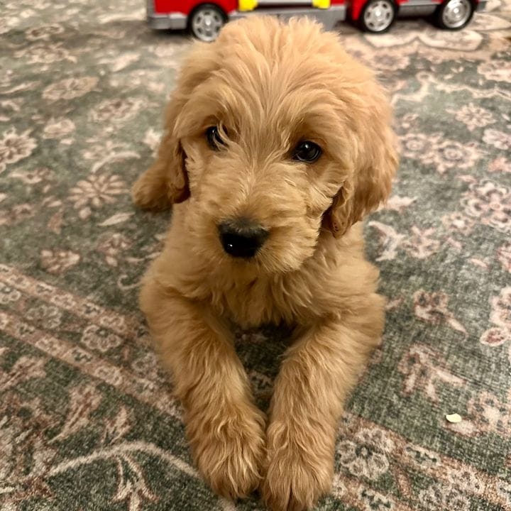 howser.the.dood, Pets influencer in Turkey