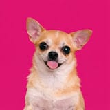 Pawpular, Parenting influencer in Netherlands