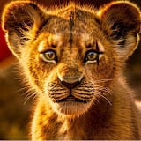 Snowy Lion, Real Estate & Property influencer in Netherlands