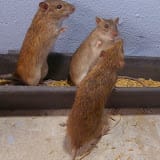 Mouse family, Pets influencer in USA