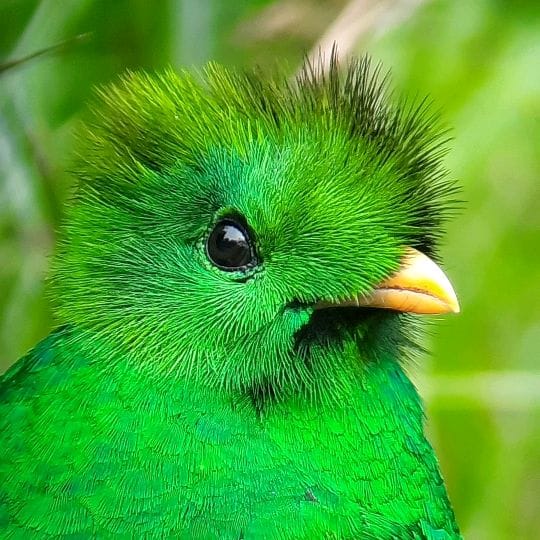 Quetzal Tours CR🇨🇷, Photography & Video influencer in Costa Rica