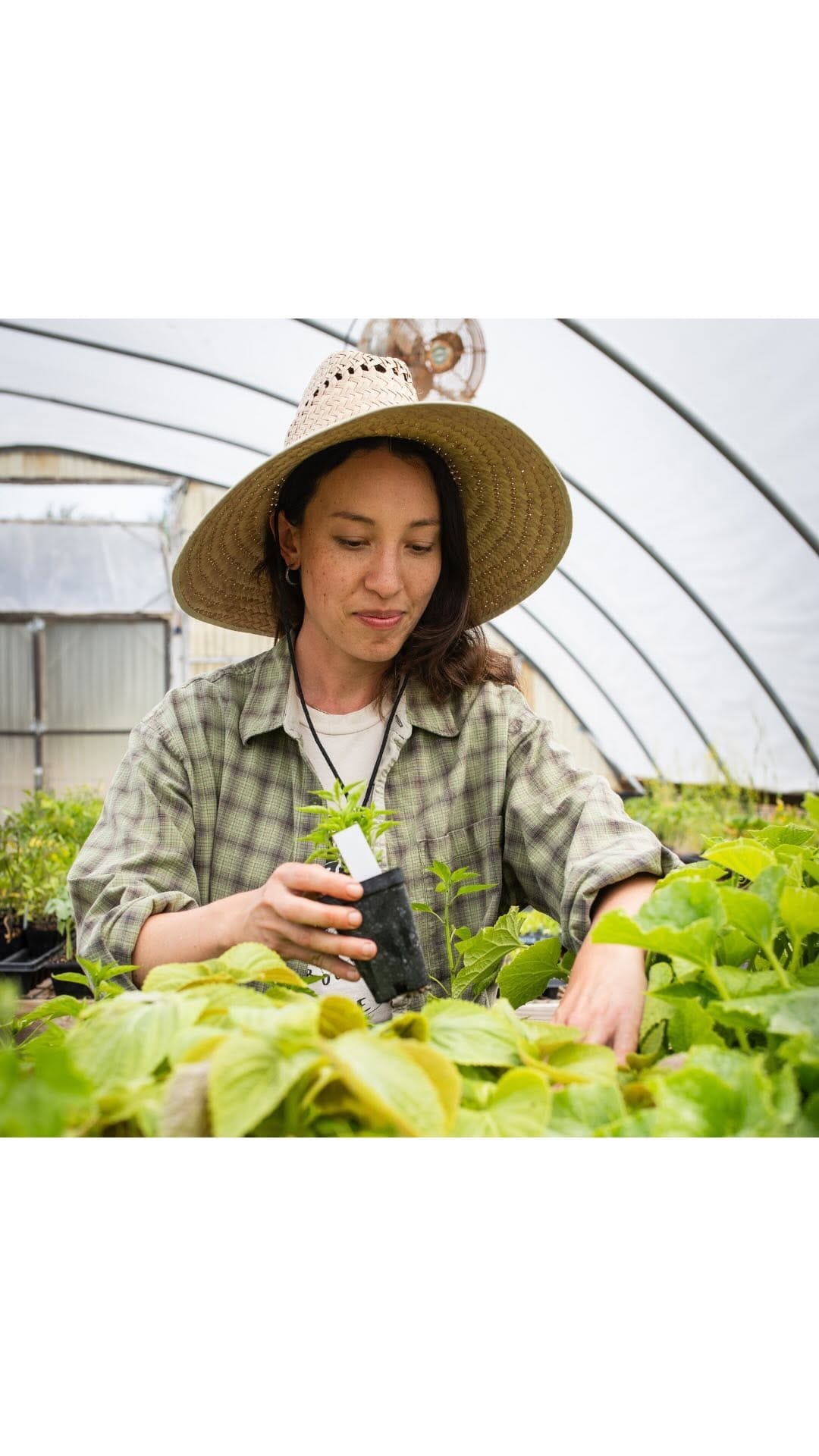 Post 12 by Cultural Roots Nursery on Instagram (video)