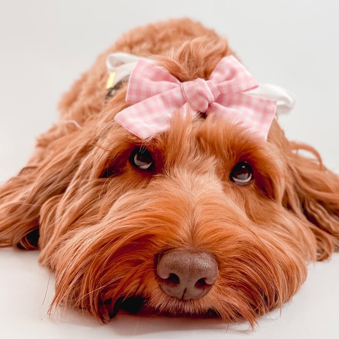 Post 7 by Modern dog accessories on Instagram (image)