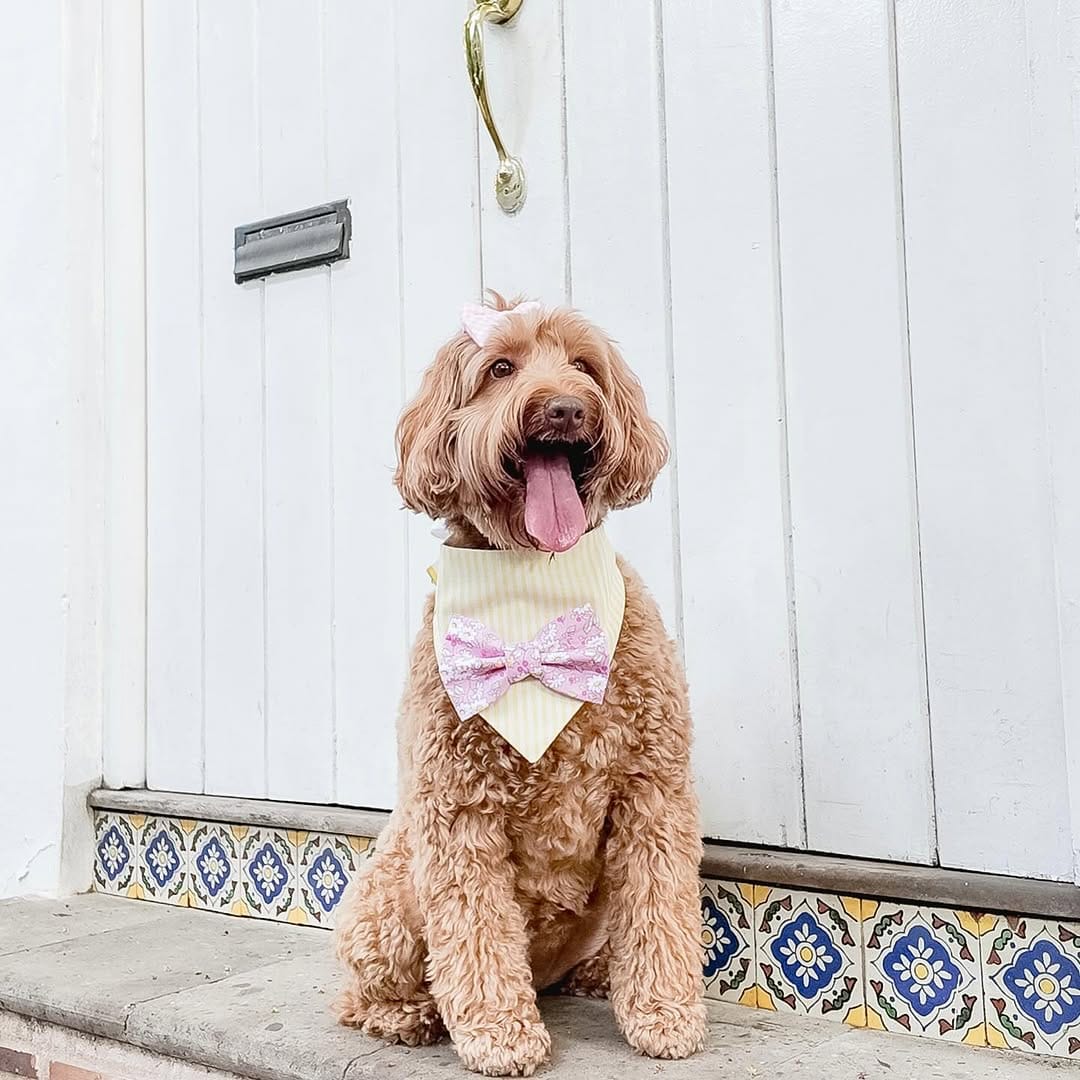 Post 6 by Modern dog accessories on Instagram (image)