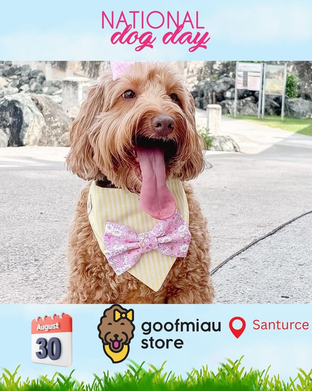 Post 1 by Modern dog accessories on Instagram (carousel)