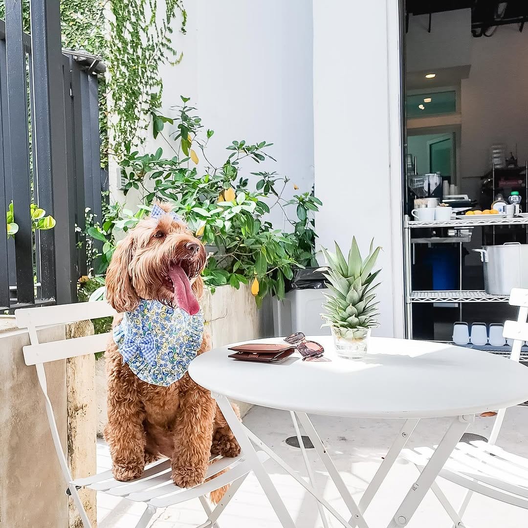 Post 4 by Modern dog accessories on Instagram (image)