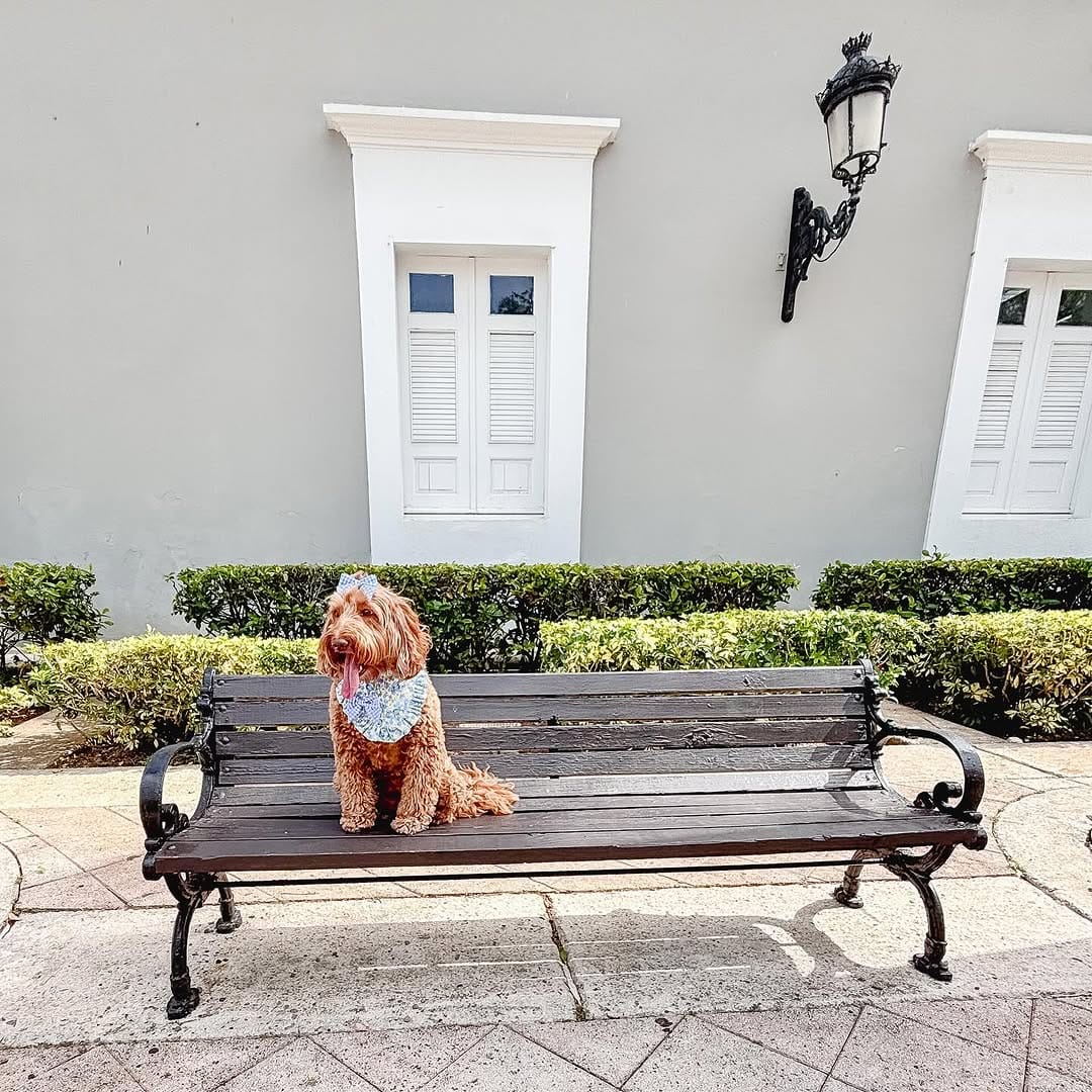 Post 2 by Modern dog accessories on Instagram (image)
