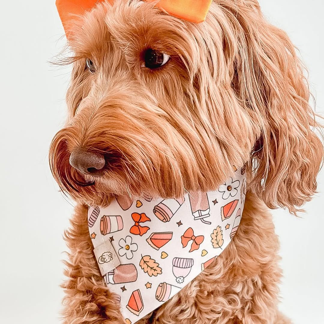 Post 11 by Modern dog accessories on Instagram (image)