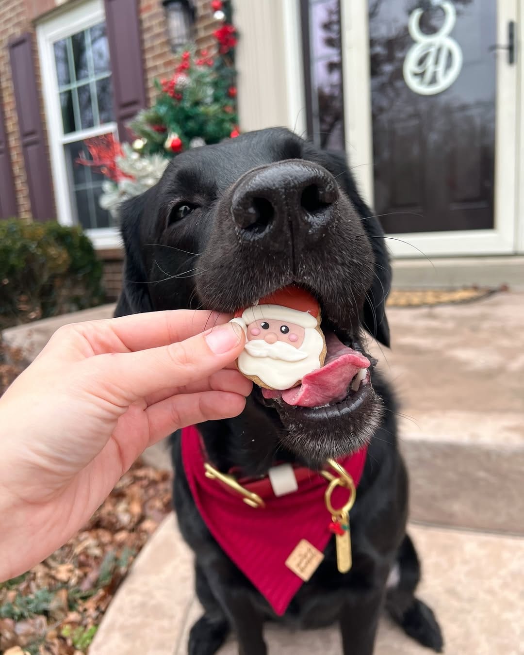 Post 5 by vivi’s collection | pet tags & enrichment on Instagram (image)