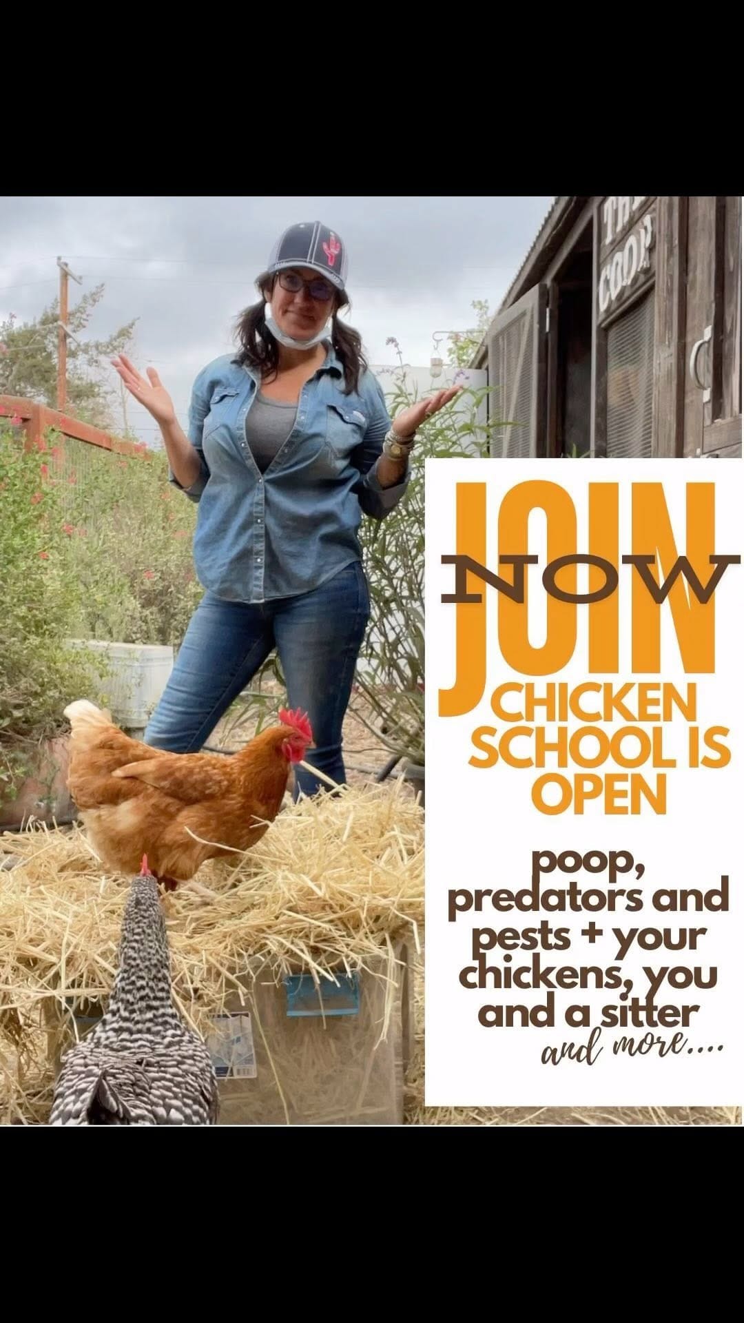 Post 8 by Treats for Chickens | Chicken Treats and More on Instagram (video)