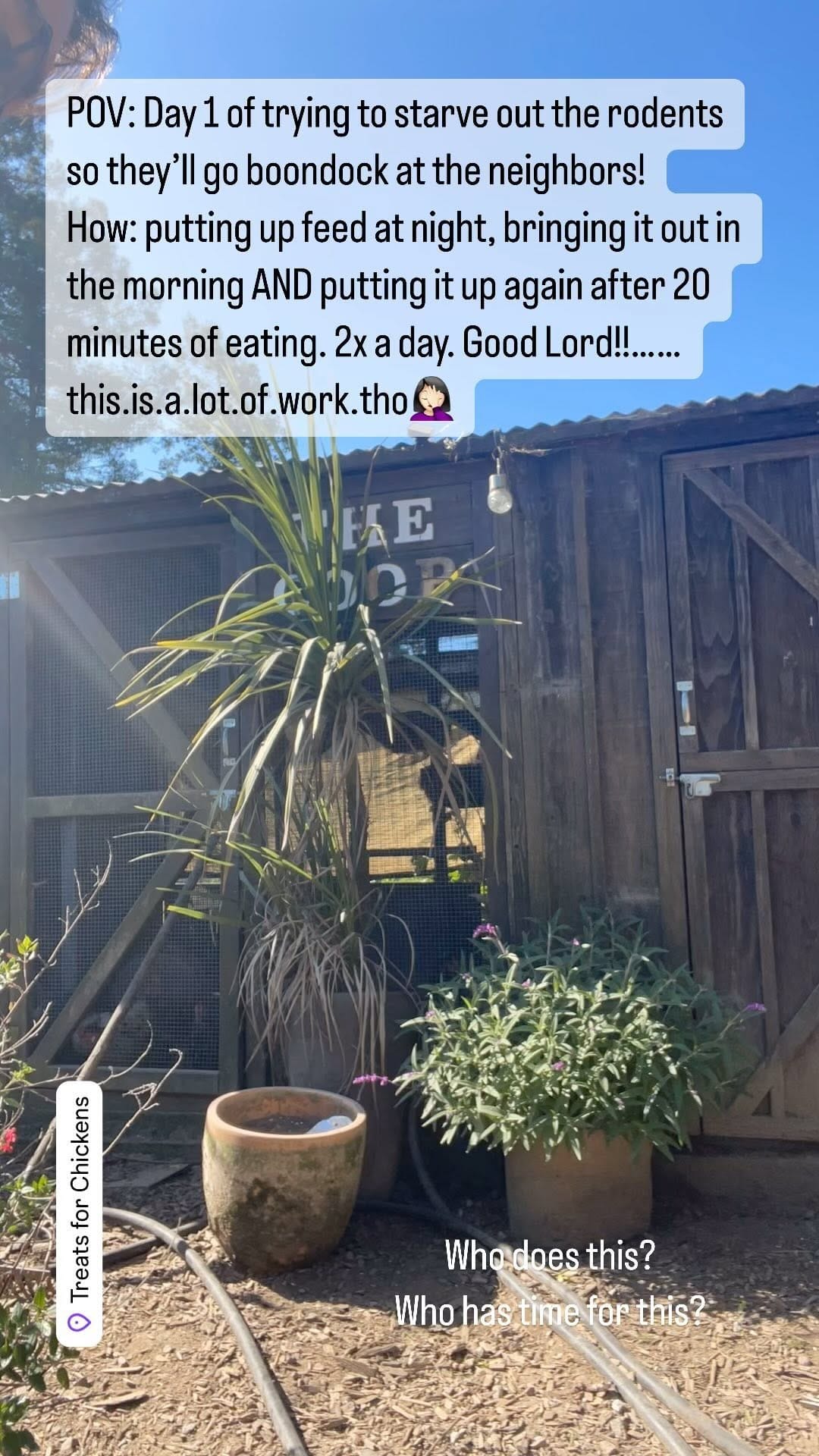 Post 10 by Treats for Chickens | Chicken Treats and More on Instagram (video)