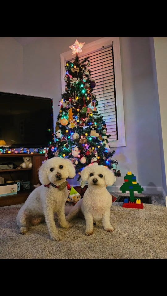 Post 5 by Stella & Penny on Instagram (video)