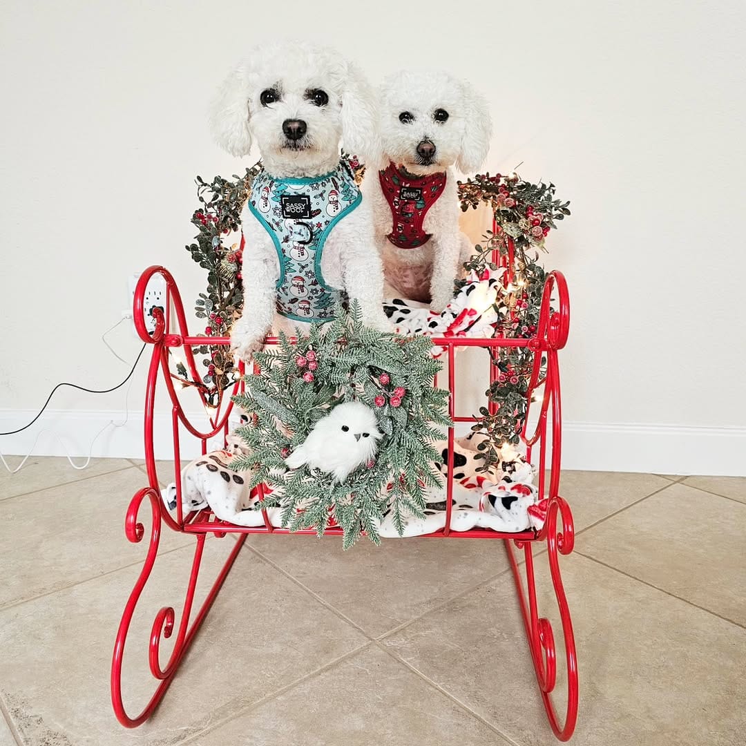 Post 10 by Stella & Penny on Instagram (image)