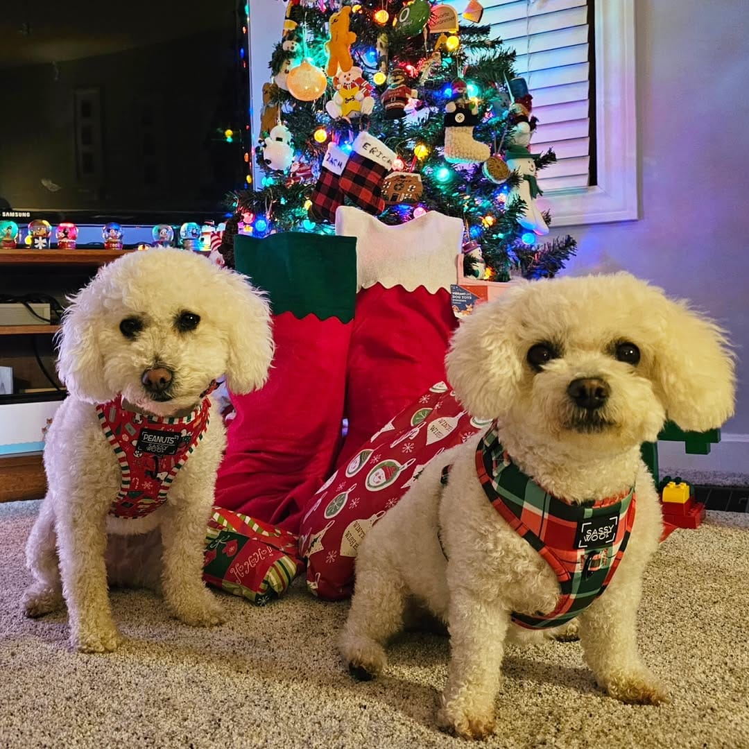 Post 4 by Stella & Penny on Instagram (image)
